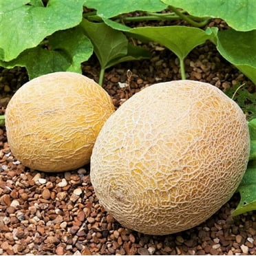Loupe Melon fruit seeds for planting – Heirloom & Non-GMO garden seeds, sweet backyard melon variety