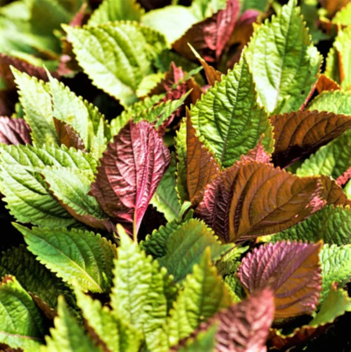 Purple Green Shiso Herb Seeds for Planting – Heirloom, Non-GMO, Organic Garden Seeds with High Germination