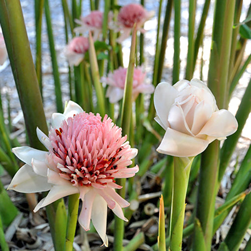 Etlingera Elatior Flower Seeds for Planting, Light Pink – Heirloom, Non-GMO, High Germination Organic Garden Seeds