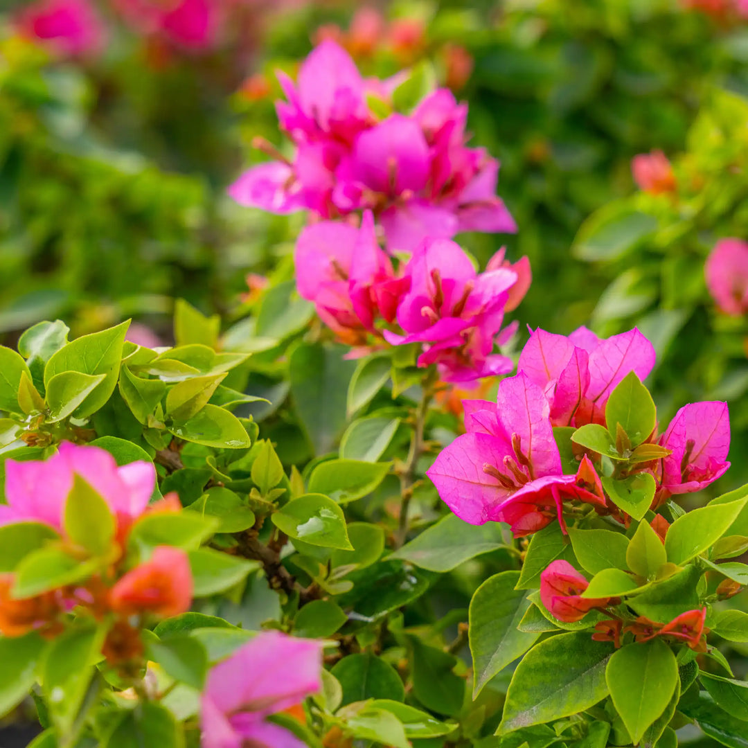bougainvillea flower seeds Bougainvillea Flower Seeds for Planting – Hardy Variety, Heirloom, Non-GMO, High Germination