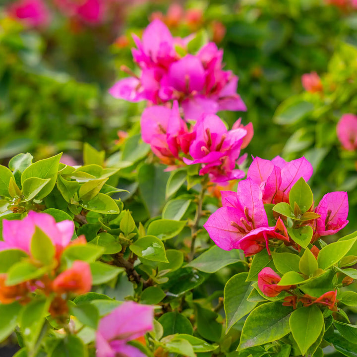 Flower Seeds, Seeds,Seeds For Planting,Plant Seeds