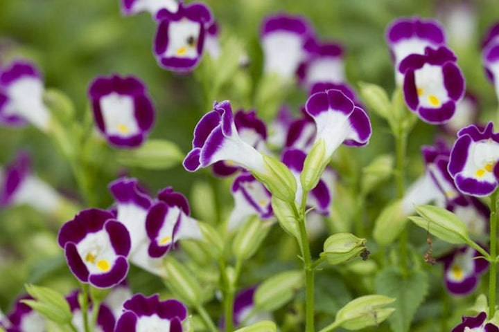 Torenia Wishbone Flower Seeds for Planting – Heirloom, Non-GMO, High Germination