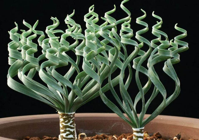 Green Trachyandra seeds for planting - Heirloom & Non-GMO rare flower garden seeds