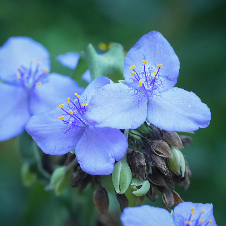 Tradescantia Spiderwort Flower Seeds for Planting – Bright Blooms Heirloom Non-GMO High Germination