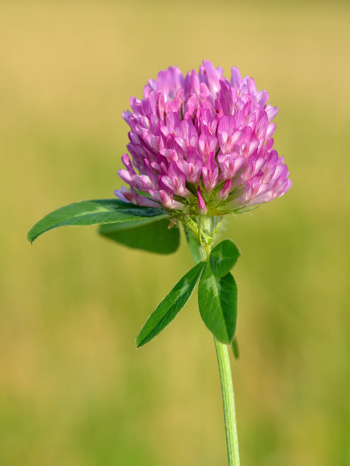 Clover Flower Seeds for Planting – Heirloom, Non-GMO, High Germination Cut Flower Favorite