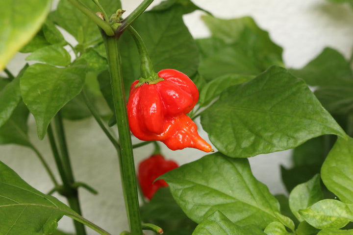Scorpion Pepper Seeds for Planting – Heirloom, Non-GMO, Super Hot Chili Vegetable – High Germination