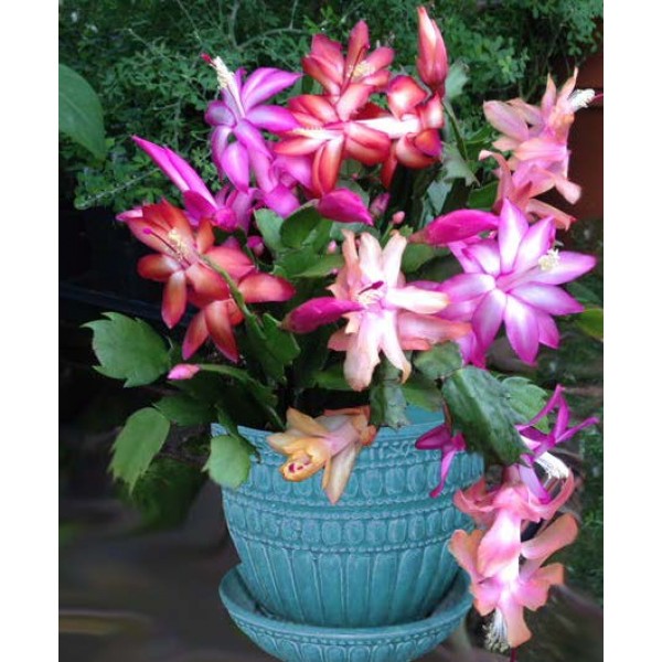 Multicolor Schlumbergera Flower Seeds for Planting – Heirloom, Non-GMO, High Germination Garden Seeds