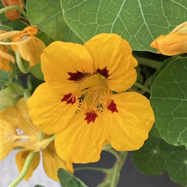 Yellow Tropaeolum Majus Flower Seeds for Planting – Heirloom, Non-GMO, Seasonal Bloomer, High Germination