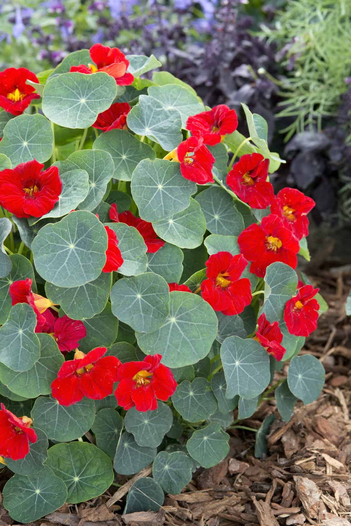 Red Hanging Nasturtium Flower Seeds for Planting – Heirloom Non-GMO High Germination Organic Garden Seeds