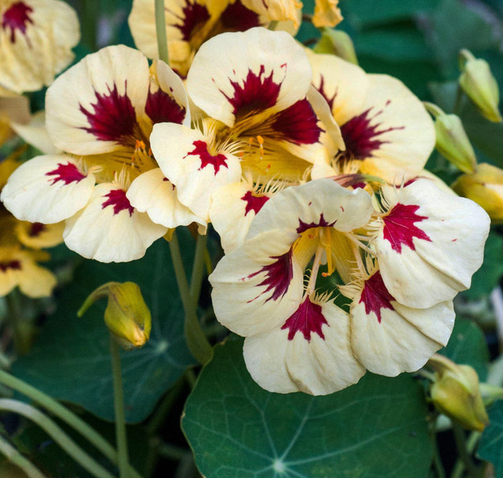 Cream Ladybird Flower Seeds for Planting – Wildflower Mix, Heirloom Non-GMO, High Germination Organic Garden Seeds