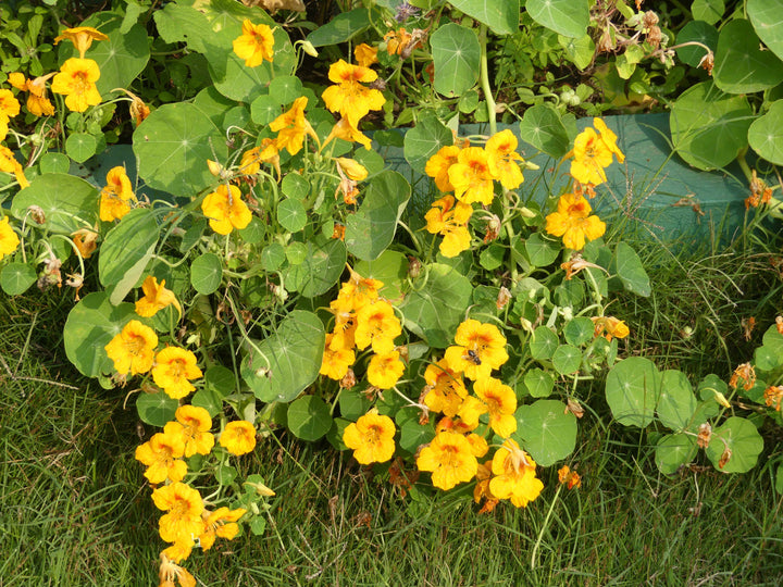 Yellow Tropaeolum Majus Flower Seeds for Planting – Heirloom Non-GMO Organic Garden Seeds