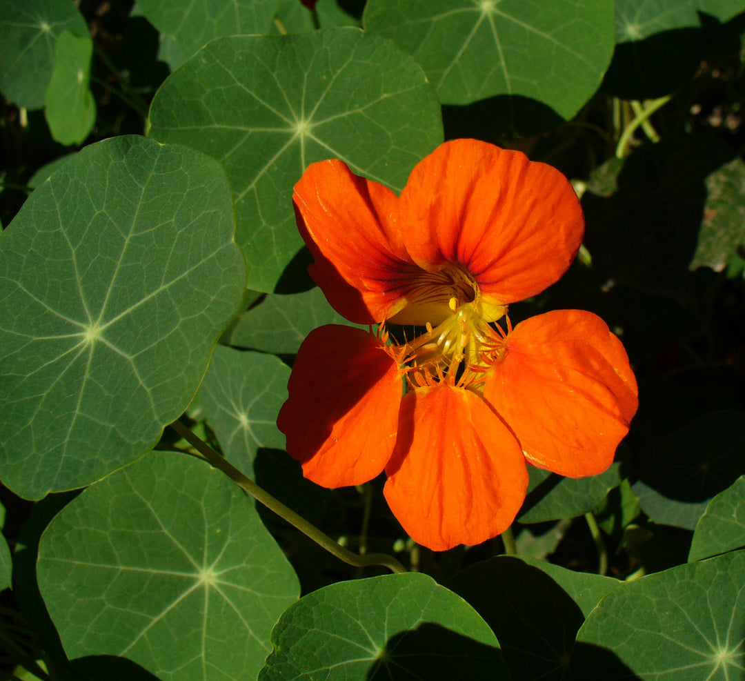 Orange Nasturtium Flower Seeds for Planting - Heirloom, Non-GMO, Drought-Tolerant Organic Garden Seeds