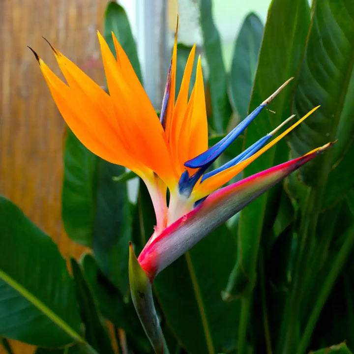 Yellow Blue Strelitzia Reginae Flower Seeds for Planting – Cut Flower Favorite, Heirloom, Non-GMO