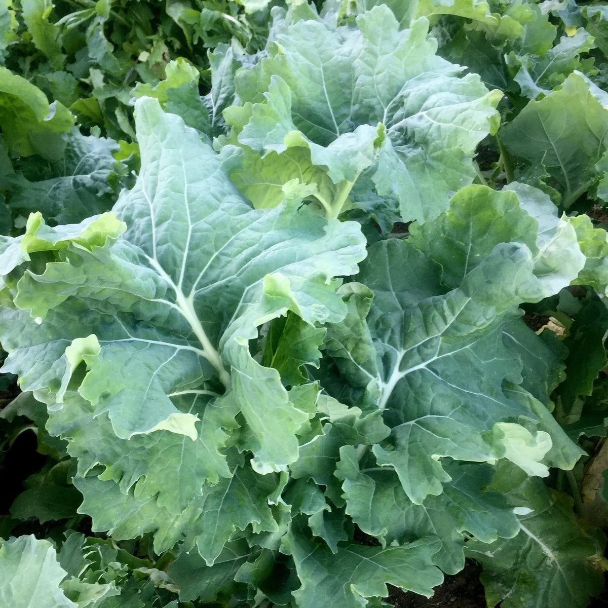 Green Siberian Kale Seeds for Planting – Heirloom Non-GMO Cold-Hardy Leafy Vegetable – Organic Garden Seeds, High Germination