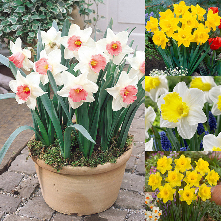 Double Narcissus Flower Seeds for Planting Mixed Colors – Cut Flower Favorite, Heirloom, Non-GMO, High Germination Organic Garden Seeds