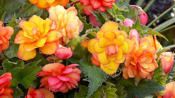 Tuberous Begonia Flower Seeds for Planting – Heirloom Non-GMO, High Germination Organic Garden Seeds