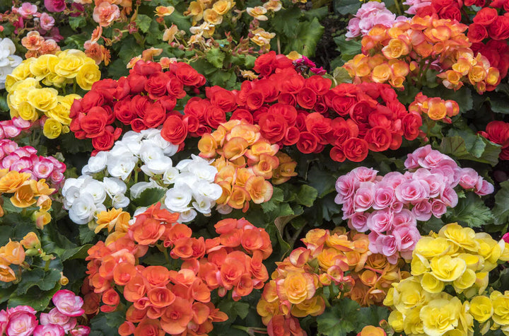 Tuberous Begonia Flower Seeds for Planting – Heirloom Non-GMO, High Germination Organic Garden Seeds