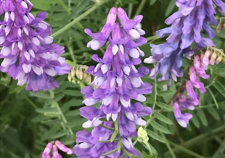 Purple Vetch Flower Seeds for Planting – Heirloom Non-GMO, High Germination Organic Garden Seeds