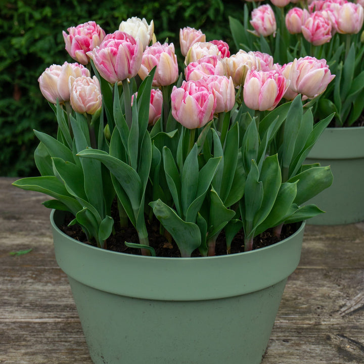 Pink White Tulip Flower Seeds for Planting – Heirloom Non-GMO, High Germination Organic Garden Seeds