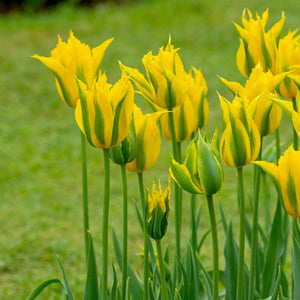 Flower Seeds, Seeds,Seeds For Planting,Plant Seeds