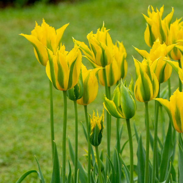 Flower Seeds, Seeds,Seeds For Planting,Plant Seeds