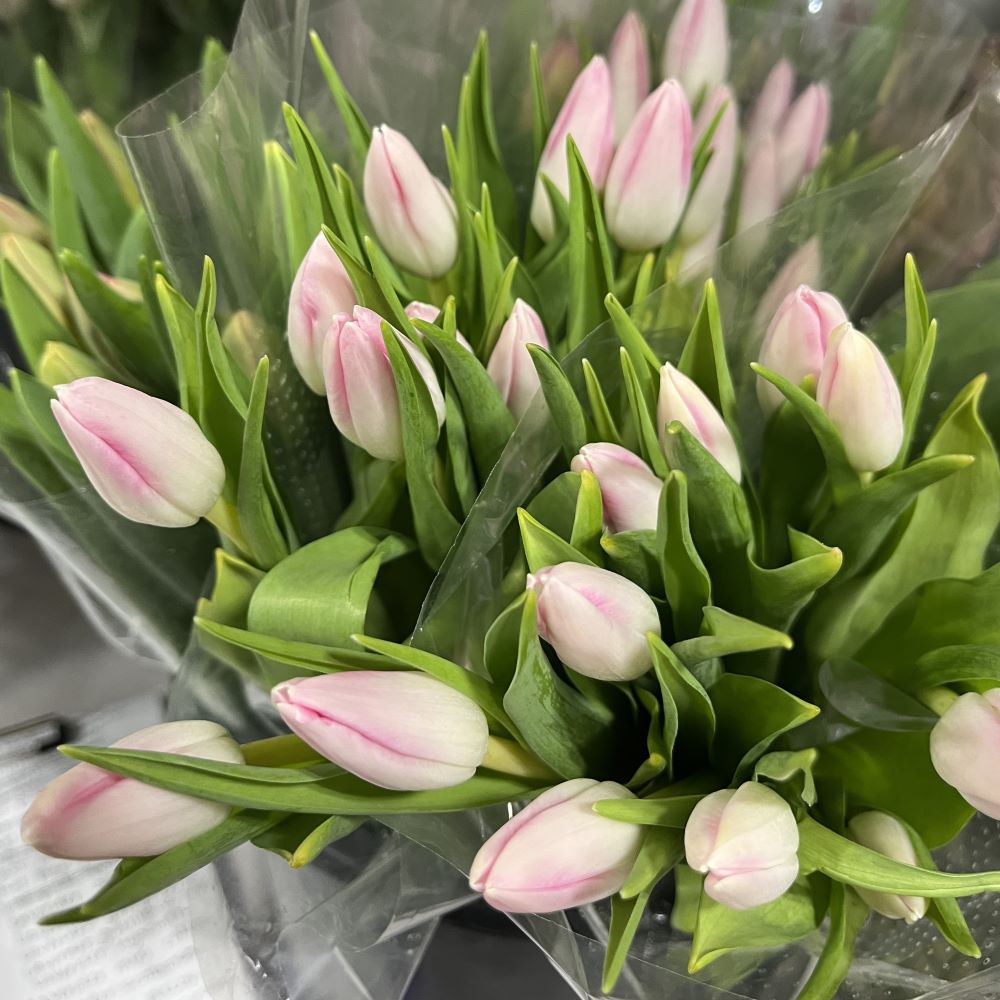 Light Pink Tulip Flower Seeds for Planting – Heirloom, Non-GMO, High Germination Organic Garden Seeds