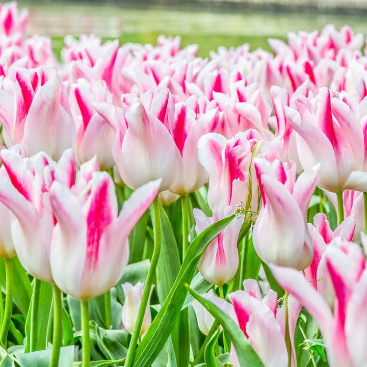 White Pink Tulip Flower seeds for Planting – Sun Loving Heirloom, Non-GMO Seeds for Home Garden