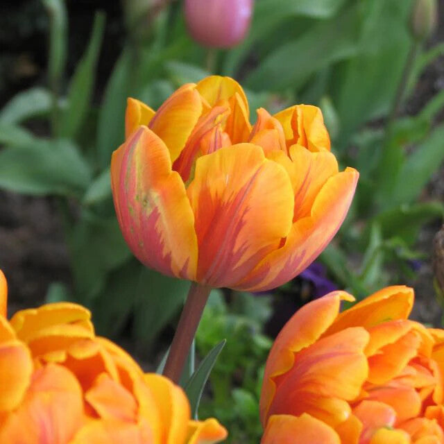Orange Tulip Flower Seeds for Planting – Heirloom Non-GMO, High Germination Organic Garden Seeds
