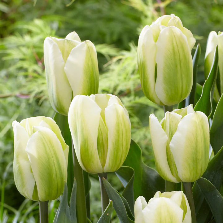 Green White Tulip Flower Seeds for Planting – Heirloom, Non-GMO, High Germination Organic Garden Seeds
