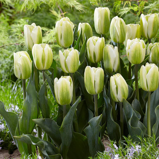Green Tulip Flower Seeds for Planting – Heirloom, Non-GMO, High Germination Organic Garden Seeds