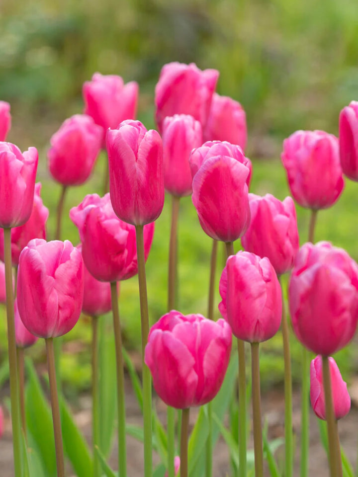 Pink Tulip Flower Seeds for Planting – Heirloom, Non-GMO, High Germination, Perfect for Borders