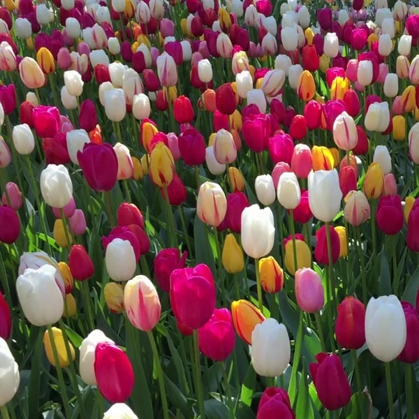 organic flower seeds and bulbs Mixed Tulip Flower Seeds for Planting – Heirloom, Non-GMO, Hardy Organ – Earthechoseeds