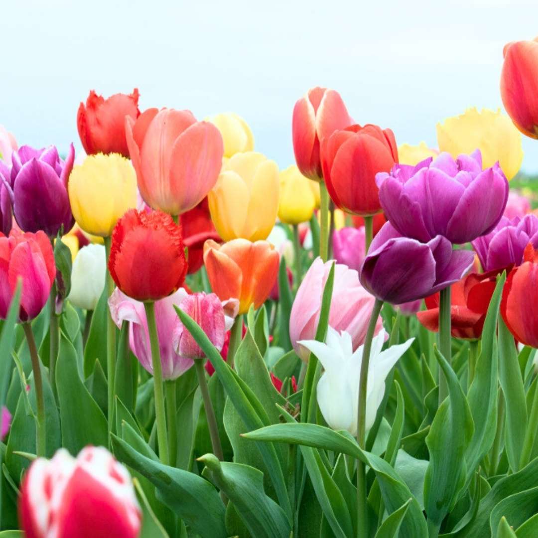 tulip flower seeds online Tulip Flower Seeds for Planting – Low Maintenance Heirloom Non-GMO Organic Garden Seeds