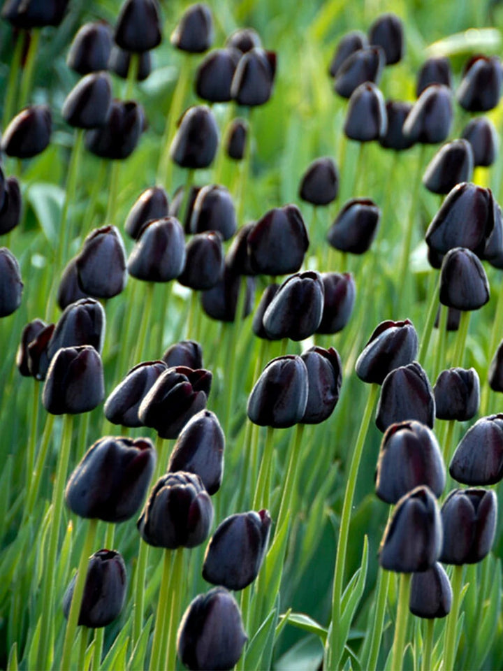 Black Tulip Flower Seeds for Planting – Heirloom, Non-GMO, Seasonal Bloomer, High Germination