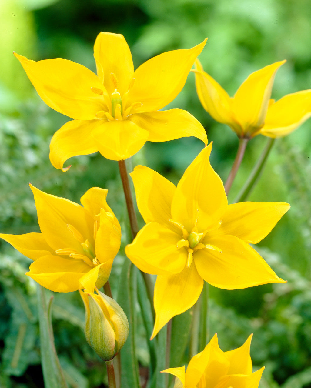 Tulipa Sylvestris Flower Seeds for Planting – Heirloom Non-GMO, High Germination Organic Garden Seeds