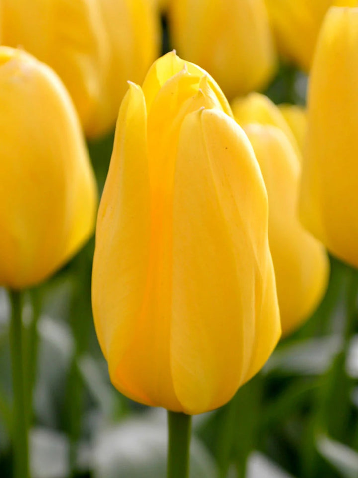 Yellow Tulip Flower seeds for Planting – Shade Tolerant Heirloom Non-GMO Seeds for Home Garden
