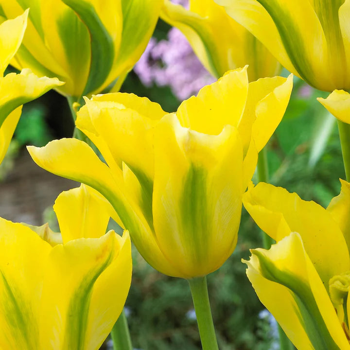 Yellow Green Tulip Flower Seeds for Planting Heirloom Non-GMO High Germination Organic Garden Seeds