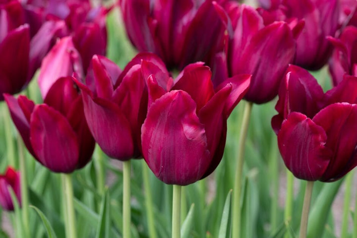 Deep Red Tulip Flower Seeds for Planting – Heirloom, Non-GMO, Bright Blooms, High Germination