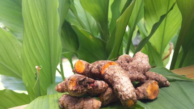 Brown Turmeric Herb Seeds – Heirloom, Non-GMO Culinary Must-Have Seeds for Garden Planting