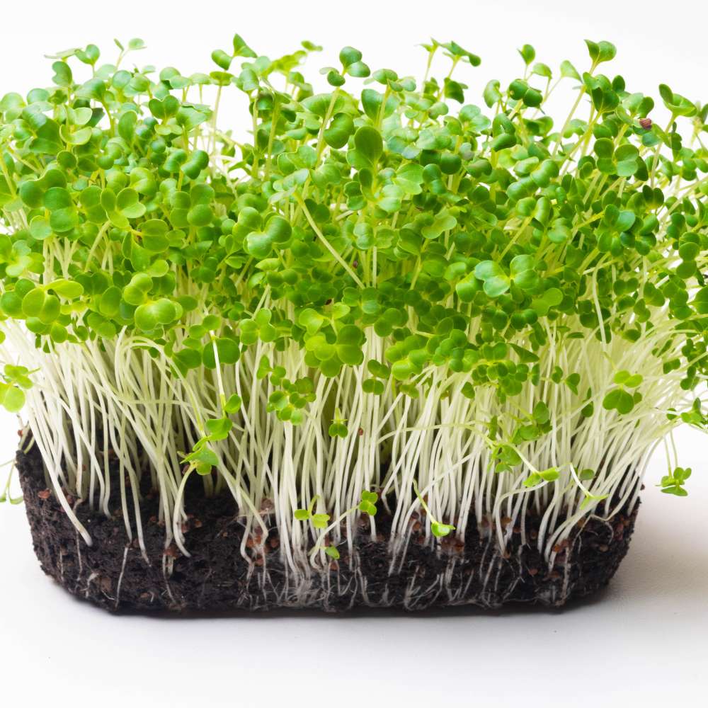 Green Turnip Vegetable Seeds for Planting – Heirloom & Non-GMO Seeds for Quick-Growing Greens and Roots