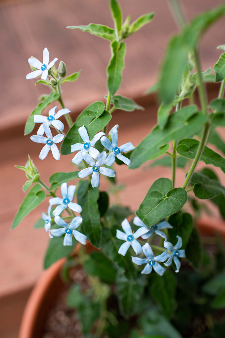 Tweedia Flower Seeds for Planting – Heirloom, Non-GMO, High Germination Organic Garden Seeds