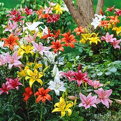 Lilly Flower Seeds for Planting – Heirloom Non-GMO Seasonal Bloomer, High Germination Garden Seeds