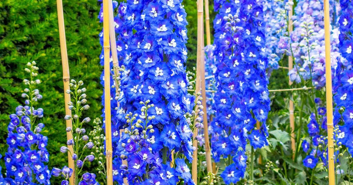 Larkspur Flower Seeds for Planting – Heirloom Non-GMO, High Germination Organic Garden Seeds