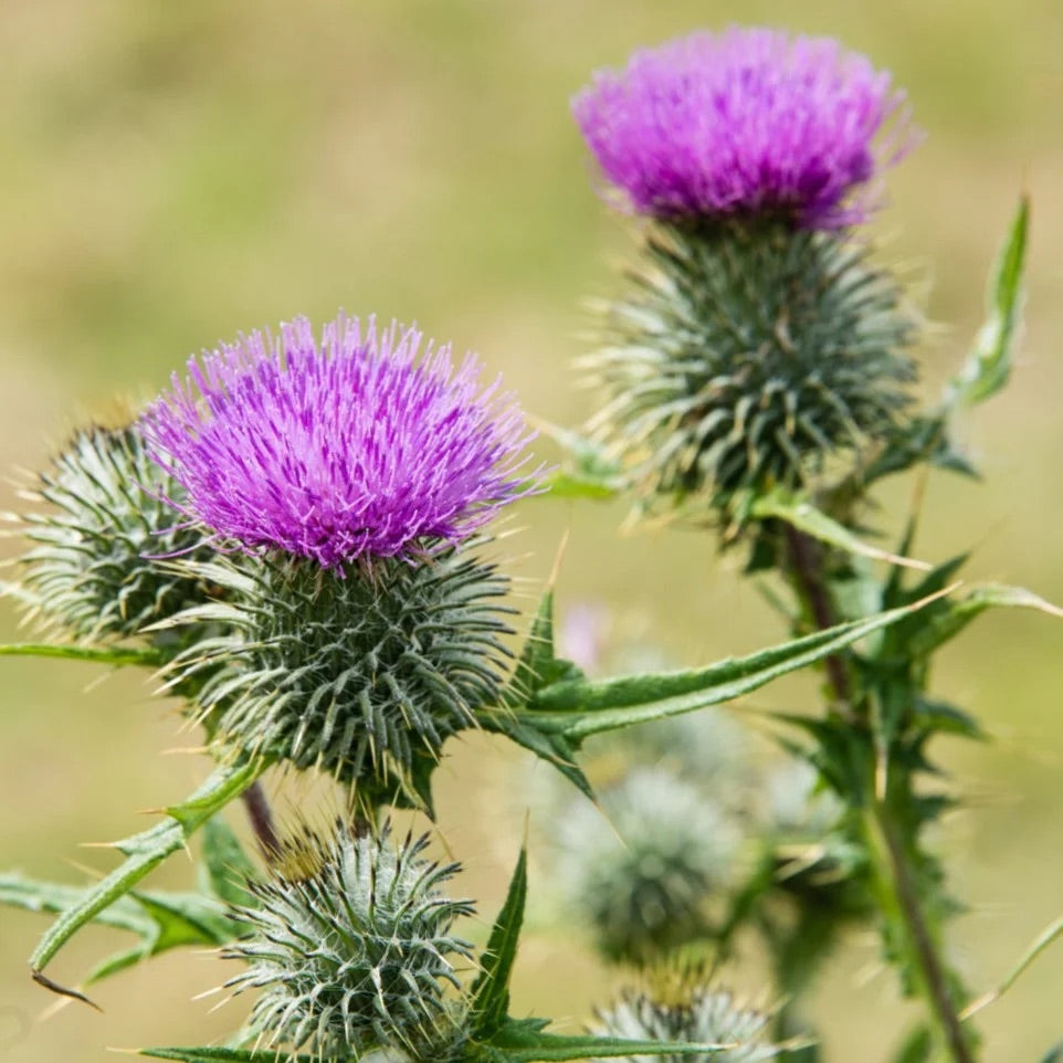 Milk Thistle Seeds (Silybum marianum) for Planting – Heirloom, Non-GMO Medicinal Herb for Liver Support & Pollinator Gardens