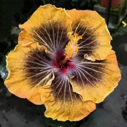 Black Yellow Hibiscus Flower Seeds for Planting – Heirloom, Non-GMO, High Germination Organic Garden Seeds