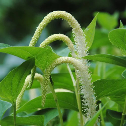 Lizard’s Tail (Saururus cernuus) Flower Seeds – Heirloom Non-GMO Variety for Home Garden Planting