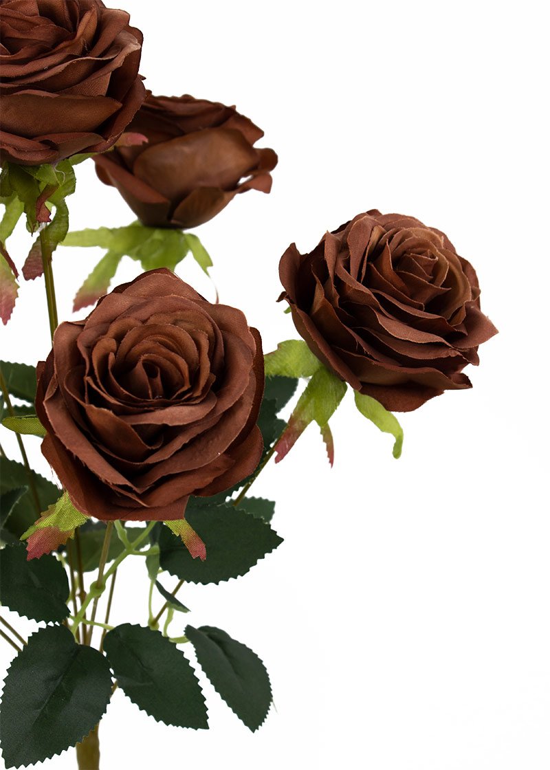 Brown Rare Rose Flower Seeds for Planting – Heirloom, Non-GMO, High Germination Organic Garden Seeds