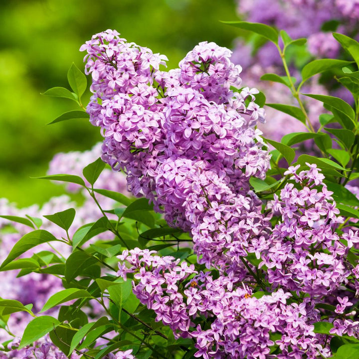 Lilac Flower Seeds for Planting – Compact Growth Heirloom Non-GMO Seeds for Home Garden