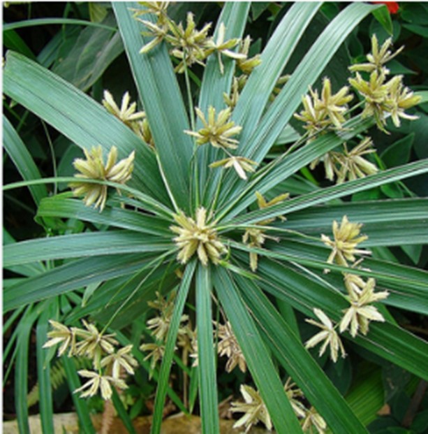Green Cyperus Alternifolius Flower Seeds for Planting | Heirloom Non-GMO Organic Garden Seeds