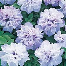Light Violet Double Petal Petunia Seeds, Heirloom Non-GMO Fragrant Flowers for Home Garden